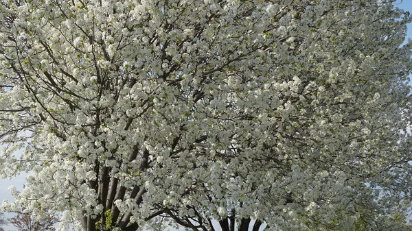 Belles fleurs de cerisier — Photo