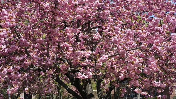 Schöne Kirschblüten — Stockfoto