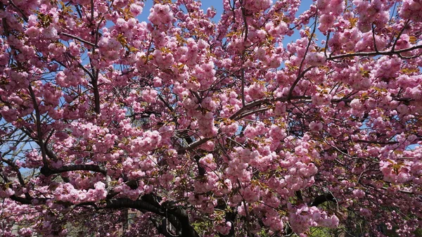 Belles fleurs de cerisier — Photo