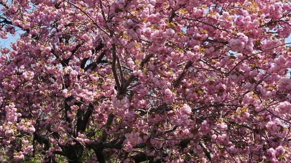 Schöne Kirschblüten — Stockfoto