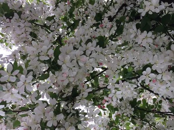 Árvores de flor de cereja — Fotografia de Stock