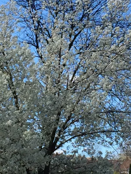 Cherry Blossom Trees — Stock Photo, Image