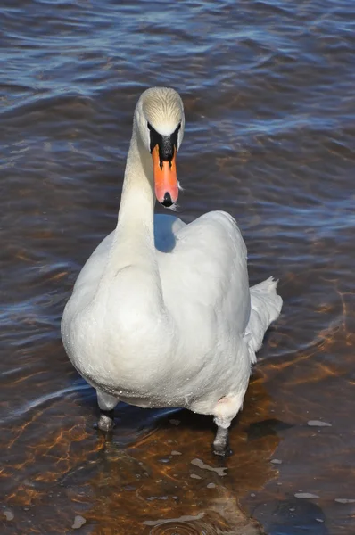 Cisne blanco en la playa —  Fotos de Stock