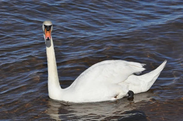 ビーチの白い白鳥は — ストック写真