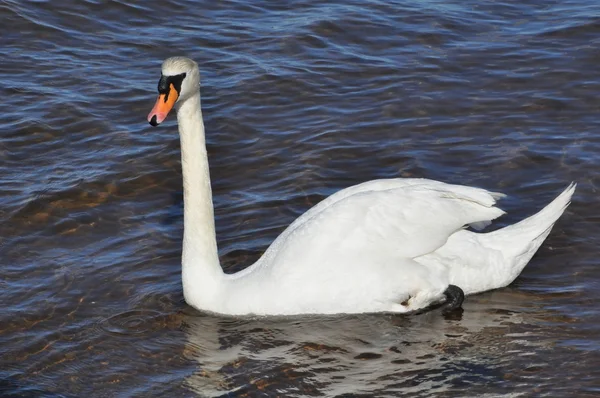 Cisne blanco en la playa —  Fotos de Stock