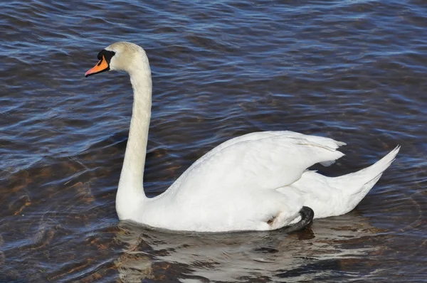 Cisne blanco en la playa —  Fotos de Stock