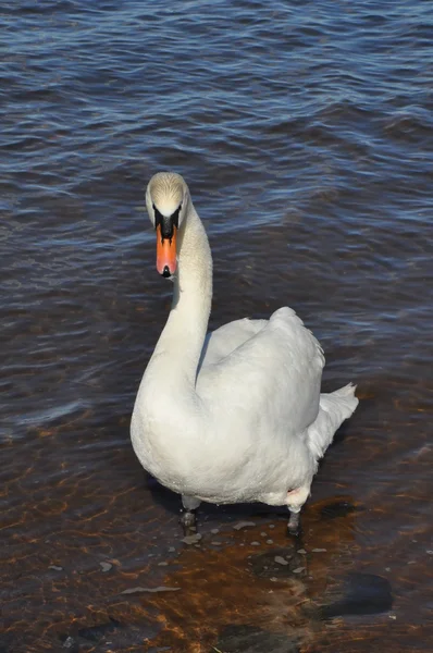 Cisne blanco en la playa —  Fotos de Stock