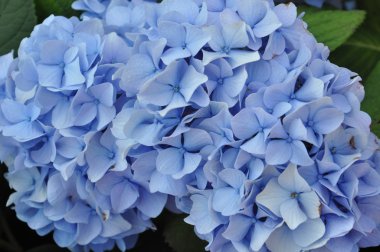 renkli güzel çiçekler