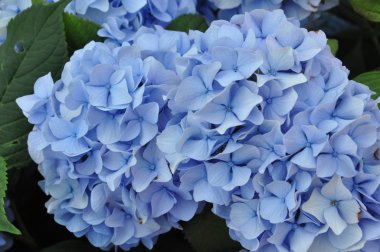 renkli güzel çiçekler