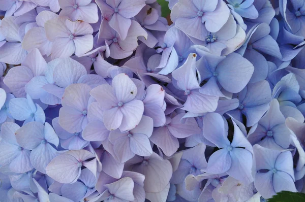 Renkli güzel çiçekler — Stok fotoğraf