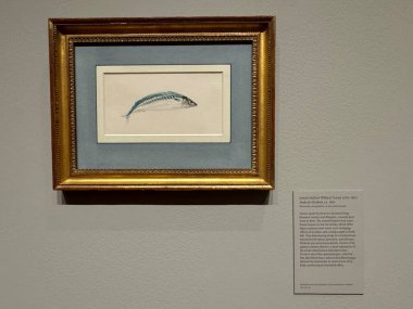 NEW YORK, NY - 3 AUG: New York 'taki Morgan Kütüphanesi ve Müzesinde sergi, 3 Ağustos 2024.