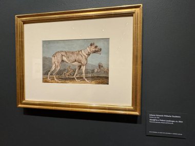 NEW YORK, NY - 3 AUG: New York 'taki Morgan Kütüphanesi ve Müzesinde sergi, 3 Ağustos 2024.