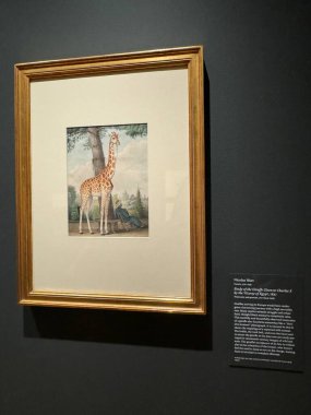 NEW YORK, NY - 3 AUG: New York 'taki Morgan Kütüphanesi ve Müzesinde sergi, 3 Ağustos 2024.