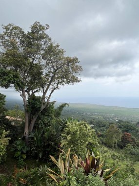 14 Ağustos 2022 'de Hawaii' de Büyük Ada 'da kahve kaplı bir çiftliğin görüntüsü..