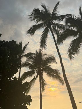 Hawaii 'de Palm Trees Sunset' e karşı