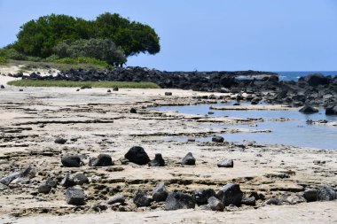 Hawaii 'nin Büyük Adası Kailua Kona' daki Kaloko-Honokohau Ulusal Tarihi Parkı