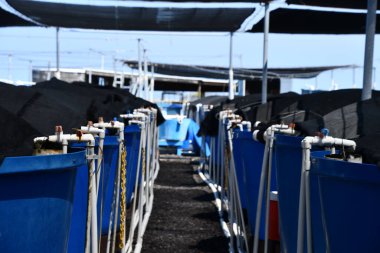 KAILUA KONA HI - 11 AUG: 11 Ocean Rider Seahorse Farm in Kailua Kona on the Big Island, Hawaii, 11 Ağustos 2022.