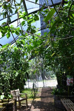 KAILUA-KONA HI - 11 Ağustos 2022 'de Hawaii' deki Büyük Ada Kailua-Kona 'daki Vanilya Çiftliği' nde görüldüğü gibi.