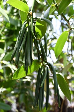 Hawaii 'de bir çiftlikte vanilyalı fasulye