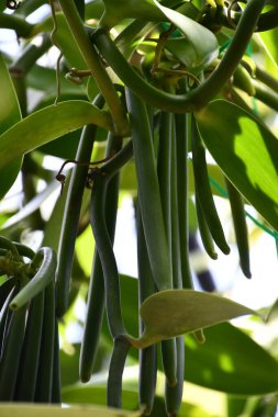 Hawaii 'de bir çiftlikte vanilyalı fasulye