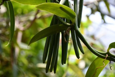 Hawaii 'de bir çiftlikte vanilyalı fasulye