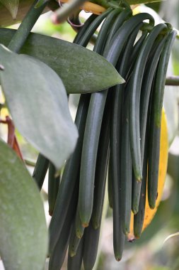 Hawaii 'de bir çiftlikte vanilyalı fasulye