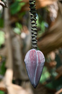 Muz Kalbi Çiftlikte