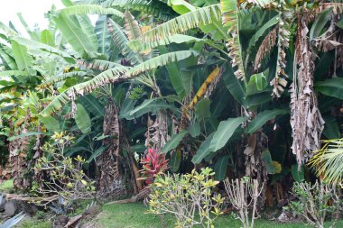 Plantasyondaki Muz Bitkisi