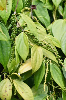 Hawaii 'deki Kara Biber Bitkileri