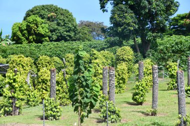 Hawaii 'deki Kara Biber Bitkileri
