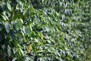 KEAULAKEKUA, HI - 14 AUG: Hawaii 'nin Büyük Adası, Kealakekua' daki Greenwell Kahve Çiftliği 'nde kahve tarlası, 14 Ağustos 2022' de görüldüğü gibi.