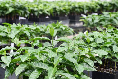 KEAULAKEKUA, HI - 14 AUG: Hawaii 'nin Büyük Adası, Kealakekua' daki Greenwell Kahve Çiftliği 'nde kahve tarlası, 14 Ağustos 2022' de görüldüğü gibi.