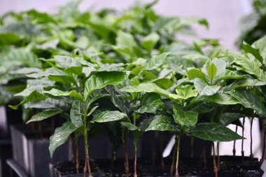 KEAULAKEKUA, HI - 14 AUG: Hawaii 'nin Büyük Adası, Kealakekua' daki Greenwell Kahve Çiftliği 'nde kahve tarlası, 14 Ağustos 2022' de görüldüğü gibi.