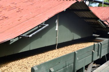 KEAULAKEKUA, HI - 14 AUG: Büyük Hawaii Adası, Kealakekua 'daki Greenwell Kahve Çiftlikleri, 14 Ağustos 2022.