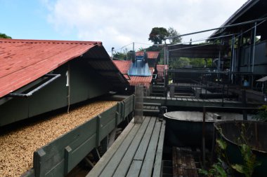 KEAULAKEKUA, HI - 14 AUG: Büyük Hawaii Adası, Kealakekua 'daki Greenwell Kahve Çiftlikleri, 14 Ağustos 2022.