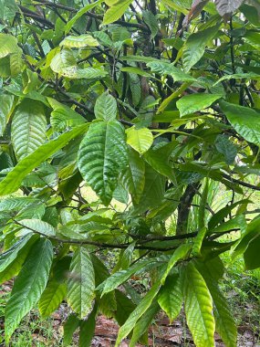 Hawaii 'deki Büyük Ada' nın yemyeşil manzarası