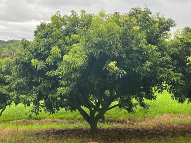 Hawaii 'deki Büyük Ada' nın yemyeşil manzarası