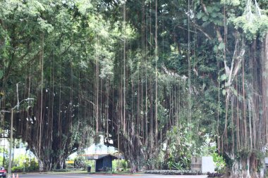 HILO HI - 15 Ağustos 2022 'de görüldüğü gibi Hawaii' deki Büyük Ada 'daki Hilo' da Banyan Yolu.