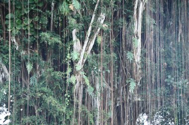 HILO HI - 15 Ağustos 2022 'de görüldüğü gibi Hawaii' deki Büyük Ada 'daki Hilo' da Banyan Yolu.