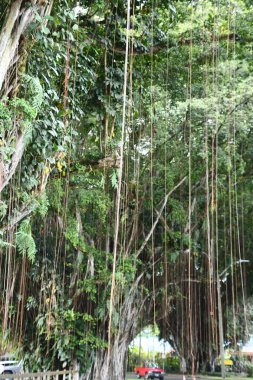 HILO HI - 15 Ağustos 2022 'de görüldüğü gibi Hawaii' deki Büyük Ada 'daki Hilo' da Banyan Yolu.