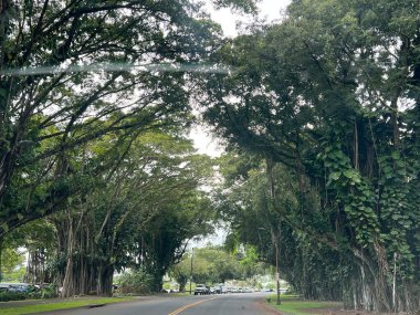 HILO HI - 15 Ağustos 2022 'de görüldüğü gibi Hawaii' deki Büyük Ada 'daki Hilo' da Banyan Yolu.