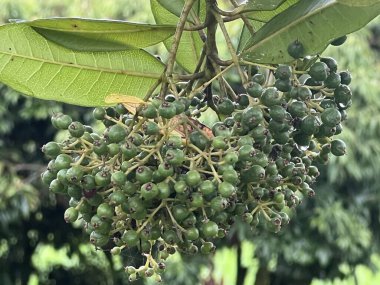 Hawaii 'de bir Allspice Ağacı