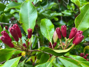 karanfil ağacının çiçek tomurcuğu
