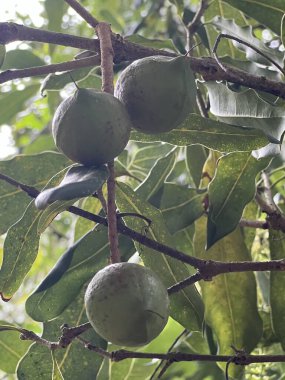 Hawaii 'de bir Macadamia Ağacı