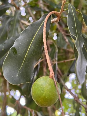 Hawaii 'de bir Macadamia Ağacı