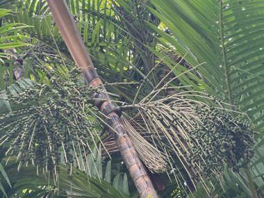 Hawaii 'deki Palm Tree