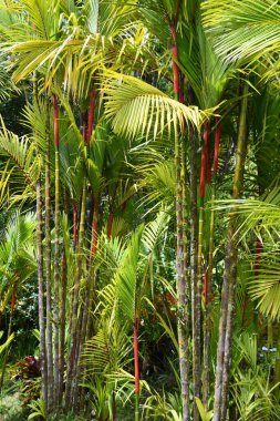 HILO HI - 15 AUG Panaewa Yağmur Ormanları Hayvanat Bahçesi ve Hawaii 'deki Hilo' da Bahçeler, 15 Ağustos 2022 'de görüldüğü gibi.