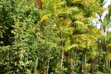 HILO HI - 15 AUG Panaewa Yağmur Ormanları Hayvanat Bahçesi ve Hawaii 'deki Hilo' da Bahçeler, 15 Ağustos 2022 'de görüldüğü gibi.