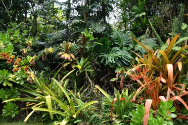 HILO HI - 15 AUG Panaewa Yağmur Ormanları Hayvanat Bahçesi ve Hawaii 'deki Hilo' da Bahçeler, 15 Ağustos 2022 'de görüldüğü gibi.