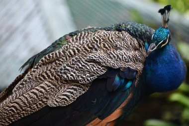 Vahşi bir Tavuskuşu